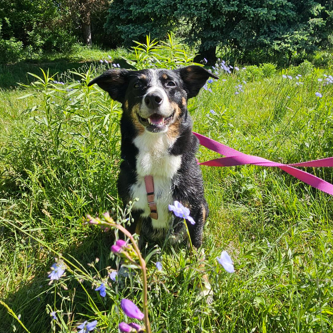 she looks fetching amongst the flowers